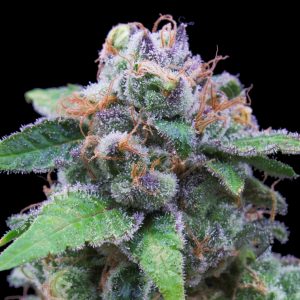 OG Kush