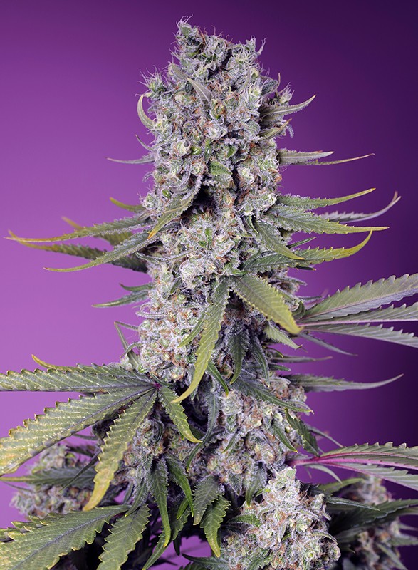Papaya Zoap F1 FV