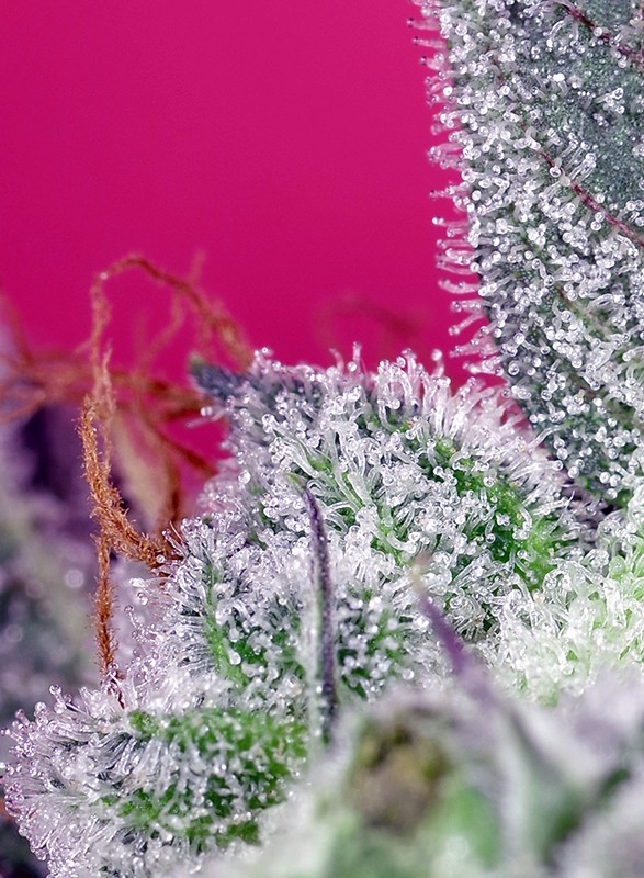 Papaya Zoap F1 FV - Imagen 2