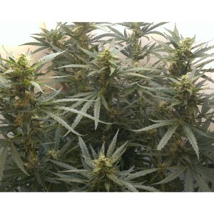 Auto Jack