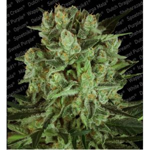 Durga Mata II CBD