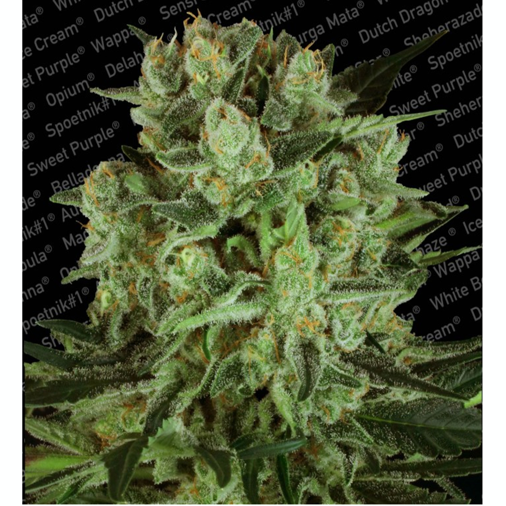 Durga Mata II CBD