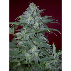 Magic Bud