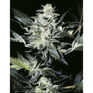 Sensi Star