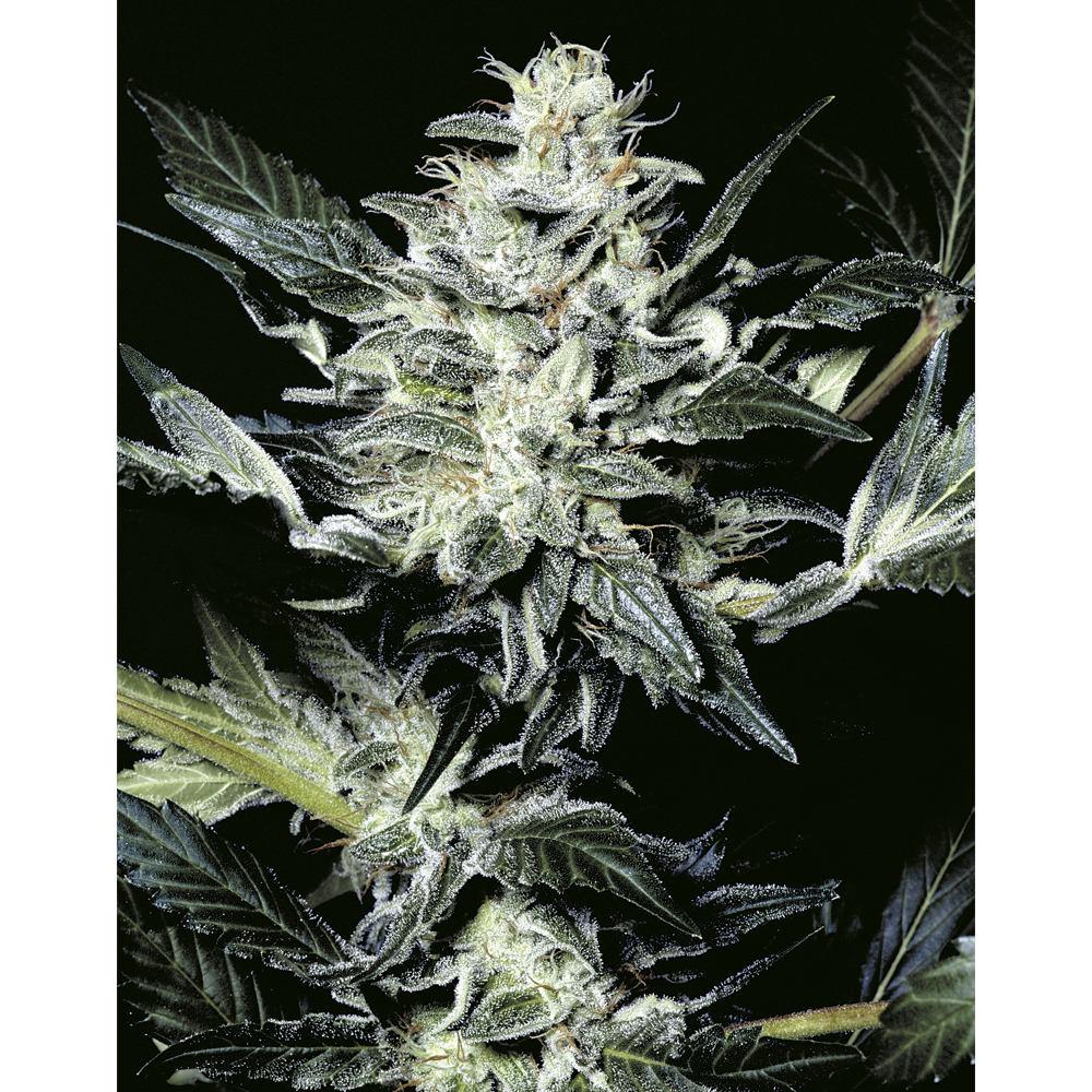 Sensi Star