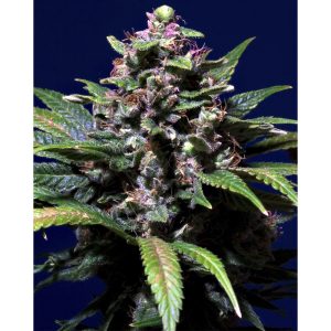 Sweet Purple