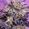Pink Guava F1 FV