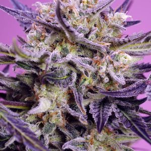 Pink Guava F1 FV