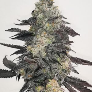 Pink Sherbert