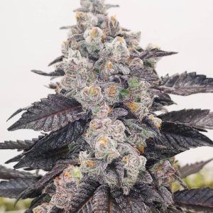 Alternative view of Pink Sherbert