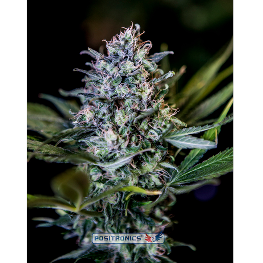 CBD+Black Widow