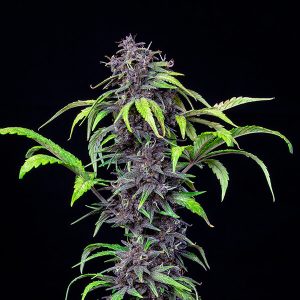 Alternative view of Purplematic CBD Auto