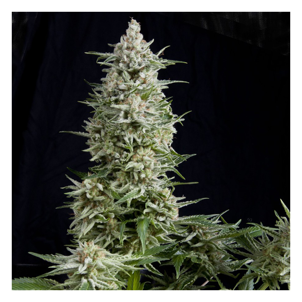 Amnesia Gold