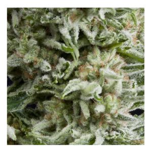 Auto Amnesia Gold