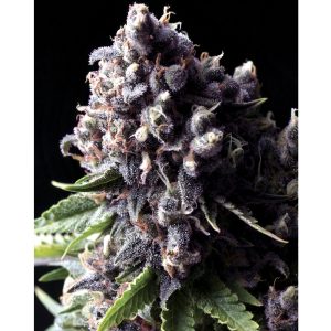Auto Purple