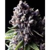 Auto Purple