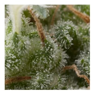 Auto Super Hash
