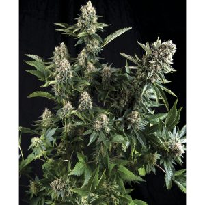 White Widow