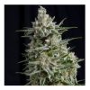 Anesthesia CBD