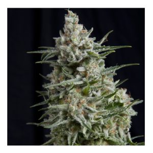 Anesthesia CBD