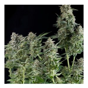 Northern Lights CBD