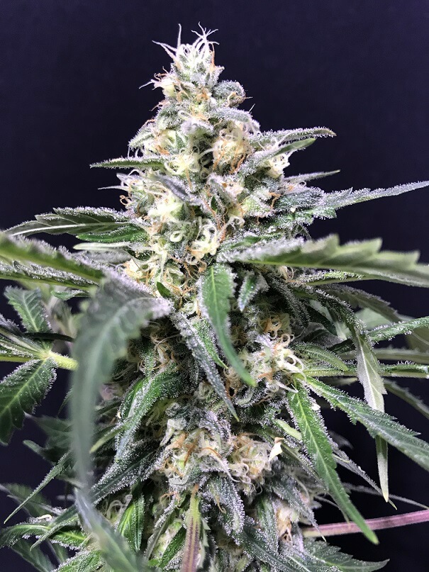 Amazon Haze Auto