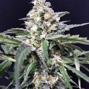 Amazon Haze Auto