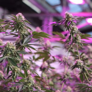 Alternative view of RS11 x Banana OG