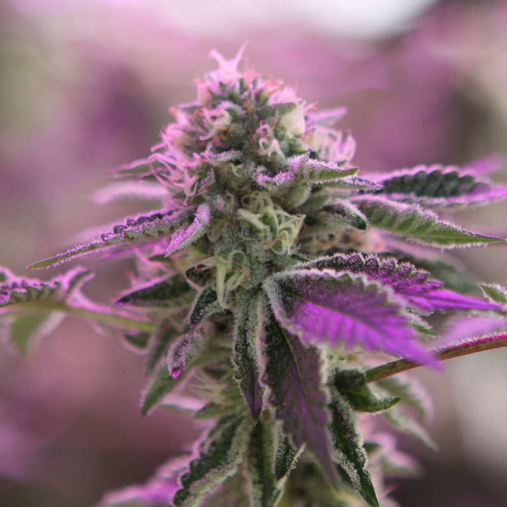 RS11 x Banana OG - Imagen 4