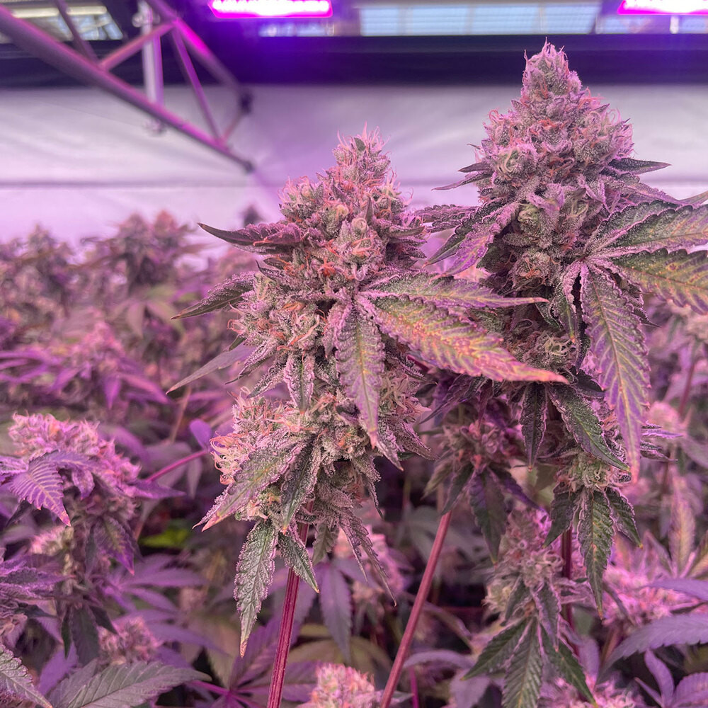 RS11 x Banana OG - Imagen 3