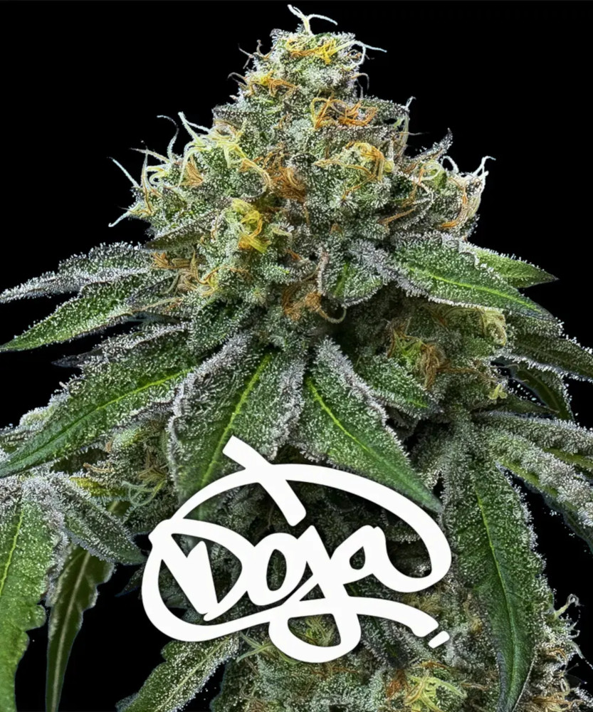 RS11 x Banana OG - Imagen 5