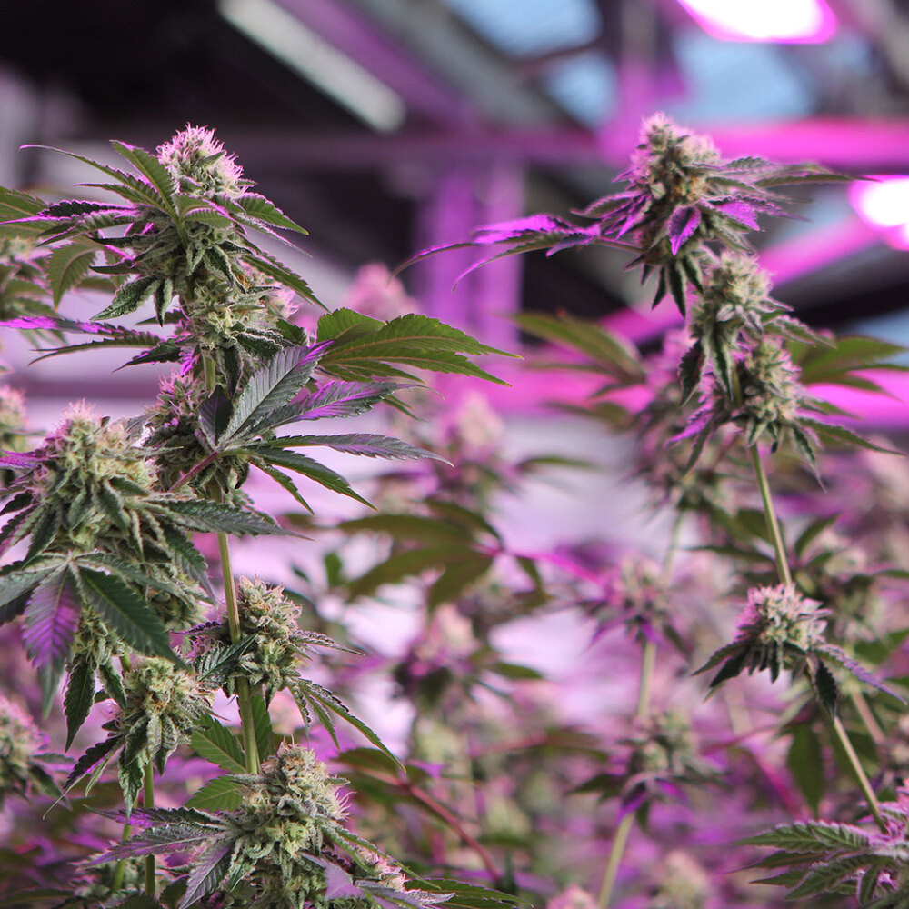 RS11 x Banana OG - Imagen 2