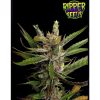 Ripper Haze