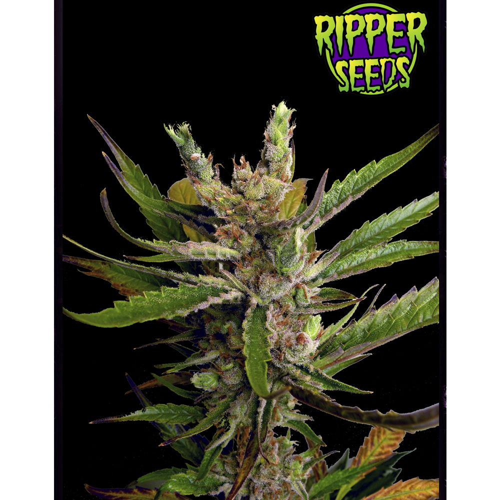 Ripper Haze