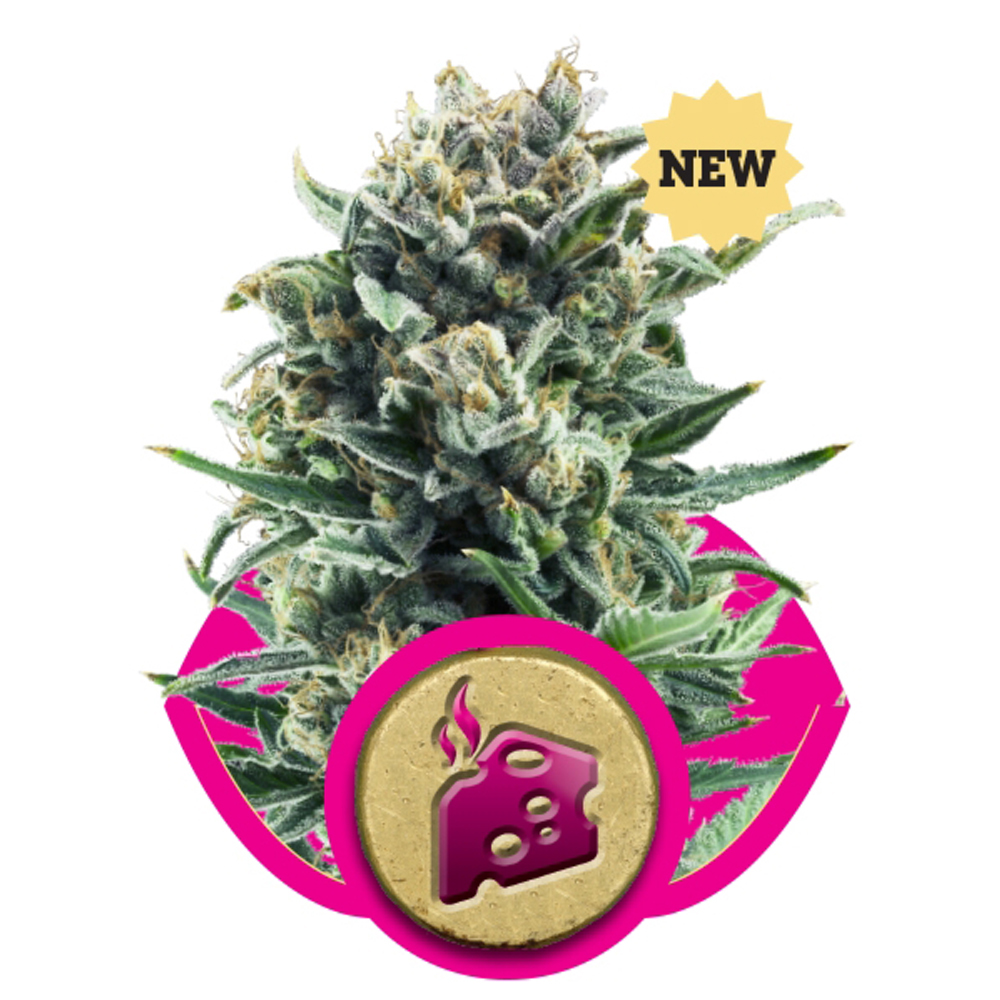 Blue Cheese