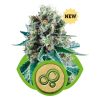 Bubble Kush