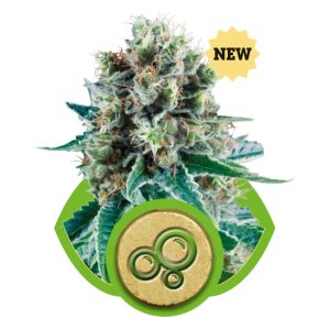 Bubble Kush