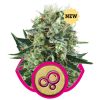 Bubble Kush