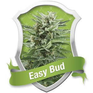 Easy Bud
