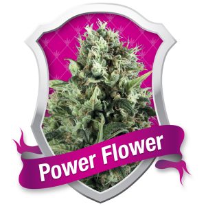 Power Flower