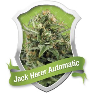 Royal Jack Automatic
