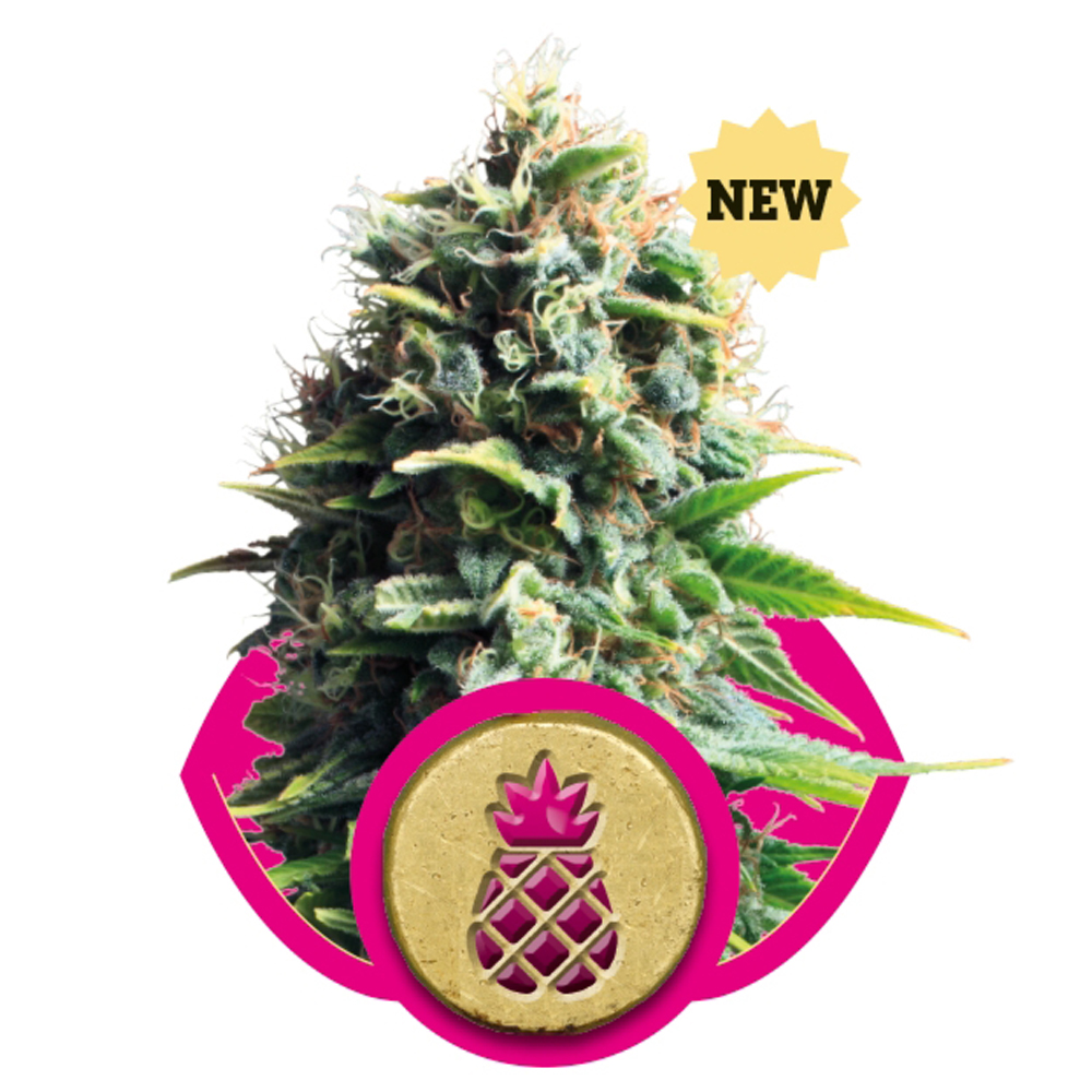 Pineapple Kush