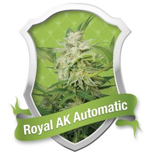 Royal AK Automatic