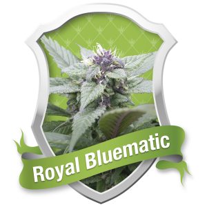 Royal Bluematic