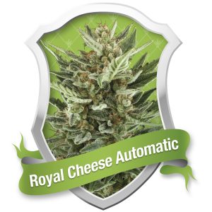 Royal Cheese Automatic