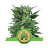 Royal Kush Automatic
