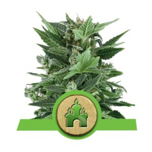 Royal Kush Automatic
