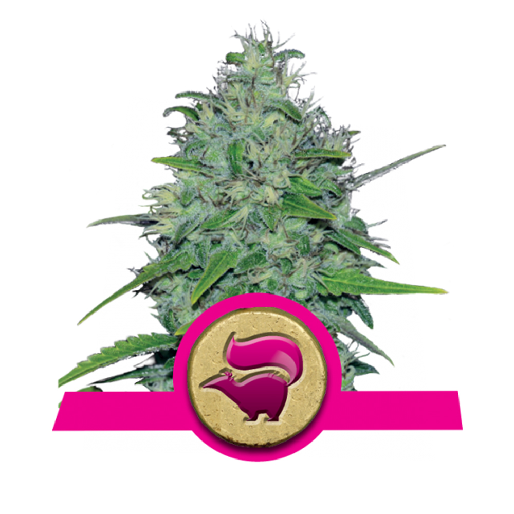 Skunk XL