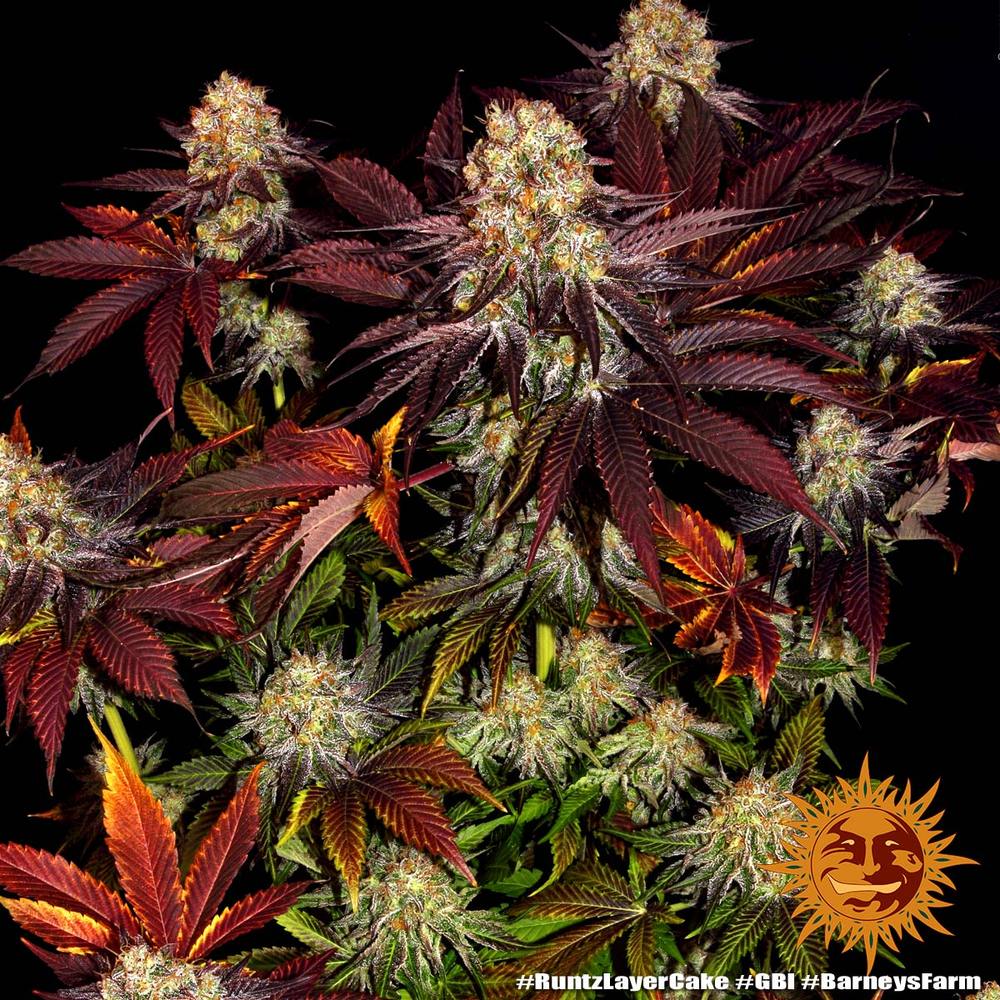 Runtz x Layer Cake 5 fem - Imagen 4