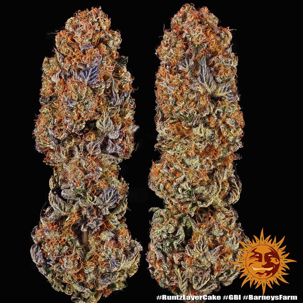 Runtz x Layer Cake 5 fem - Imagen 2